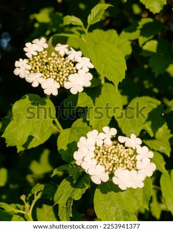 Flowering bush of red viburnum in the rays of the spring sun in the farm garden