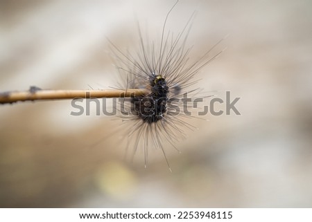 caterpillar with long black hair Royalty-Free Stock Photo #2253948115