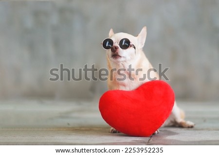 Portrait of Portrait of brown short hair Chihuahua dog wearing sunglasses  sitting  with red heart shape pillow on blurred tile floor and  cement wall Valentine's day concept.