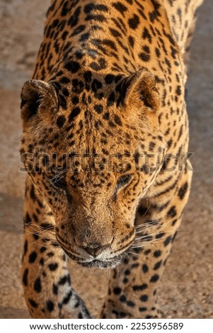 Beautiful very close vertical portrait of a jaguar looking towards the ground with its beautiful whiskers in the natural park of cabarceno, in Cantabria, Spain, Europe