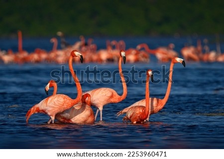 Flamingo, Mexico wildlife. Flock of bird in the river sea water, with dark blue sky with clouds. American flamingo, Phoenicopterus ruber, pink red birds in the nature mangrove habitat, Ría Celestún. Royalty-Free Stock Photo #2253960471