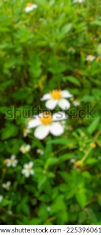 Defocused abstract background of daisy flowers 