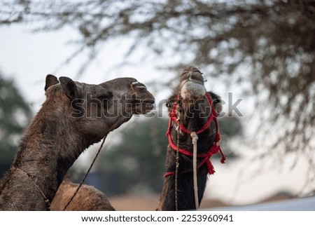 Portrait of Camel at fair ground at Pushkar during fair for trading. 