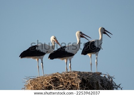European White stork Ciconia Ciconia is the symbol of bird migration.