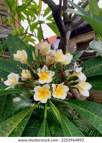 Plumeria is one of the ballinese flowers