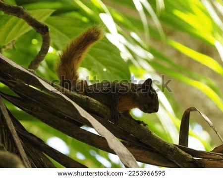 wild little squirrel in a forest of costa rica