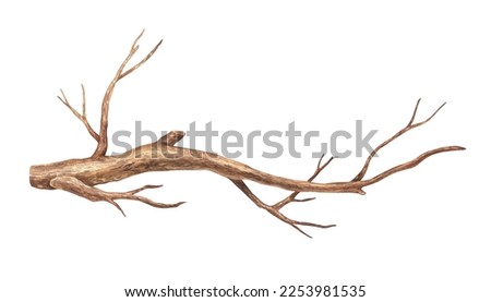 Tree branch without leaves. Watercolor illustration. Brown dry straight twig. Isolated on a white background. For rustic print design, eco friendly packaging, vintage stickers.