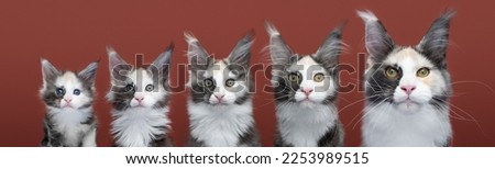 Kitten to Cat growth process compilation. 5 Stages of a Calico Maine Coon Cat growing up changing it's Eye Color from blue over green to yellow.  Royalty-Free Stock Photo #2253989515