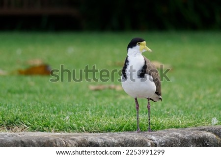 Masked Lapwing Standing By Water