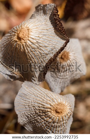 some wild brown mushrooms caps in the forest, top view. Soft focused vertical macro shot