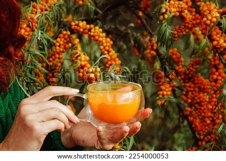 a cup of aromatic healthy sea buckthorn tea in a glass cup in the hands of a girl on a background of branches with berries 3 Royalty-Free Stock Photo #2254000053