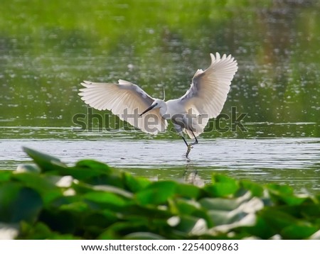 the little egret fishing in natural habitat (egretta garzetta)