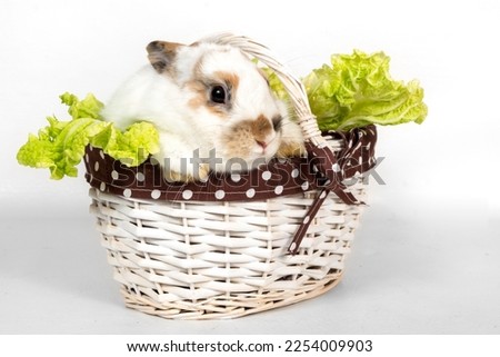 Portrait of a gray rabbit with green cabbage in a basket on a white background. Pet rabbit eats cabbage and looks away