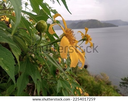 yellow tithonia diversifolia wild flower grows facing Lake Toba