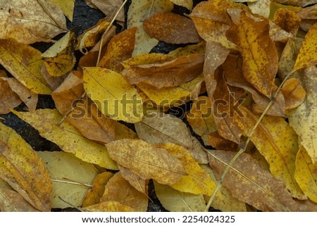 Autumn season dried tree leaves in Forest