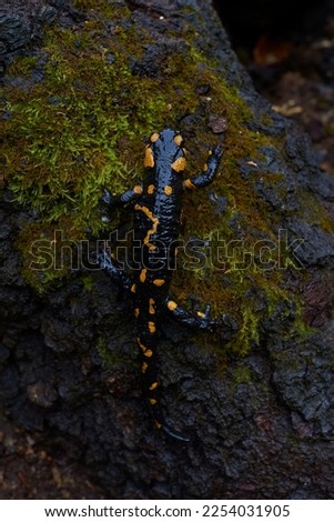 Barred fire salamander in natural habitat