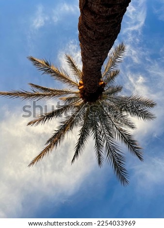 Palm trees with a blue sky