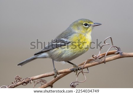 Pine Warbler Perched on Vine in Louisiana Winter Royalty-Free Stock Photo #2254034749