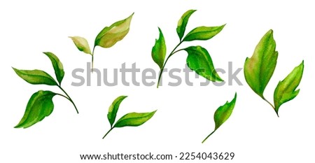 Set of watercolor leaves. Collection of botanical illustrations for the design of invitations, cards, greetings, logos, labels, stationery. Green leaf, foliage isolated on white background.