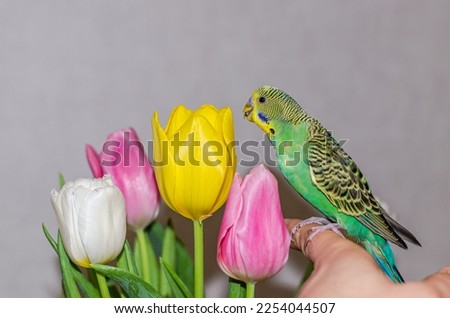 Small green wavy parrot near a bouquet of tulip flowers