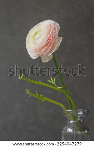 delicate buttercup flower on dark background in glass vase. gift card, bouquet for international women's day or birthday. floristry, composition of blossom for wedding or anniversary