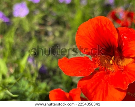 Closeup picture of a red poppy