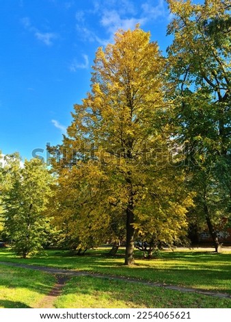 Beautiful and varied yellow leaf colors on trees and bushes in autumn.