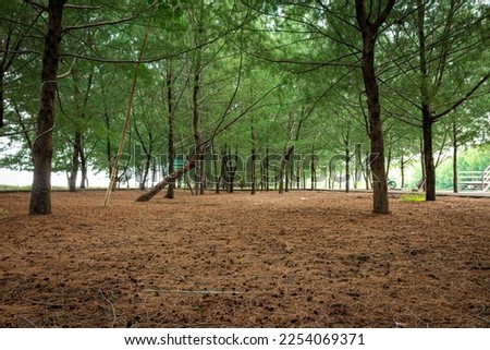 a picture of large group of pine tree