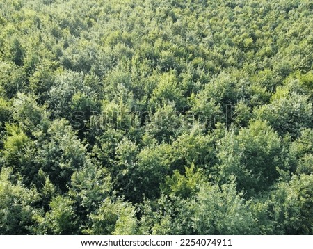 Trees with green leaves from above