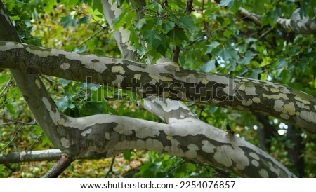 The trunk, bark, leaves and fruits of Platanus occidentalis, also known as the American, London plane tree. Bark of the sycamore tree. Maple. Different colors of the tree trunk. Platan Hispanica. n Royalty-Free Stock Photo #2254076857