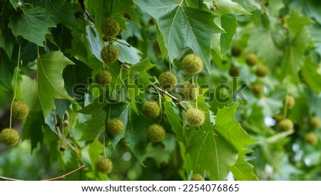 Leaves and fruits of Platanus occidentalis, also known as American sycamore. Leaves and fruits of Platanus occidentalis, also known as American sycamore. n Royalty-Free Stock Photo #2254076865