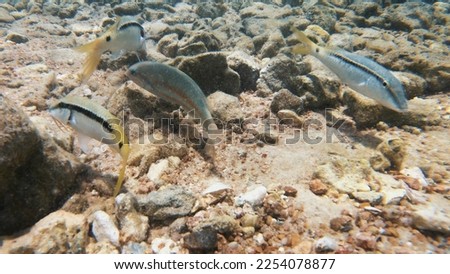 Little fish under water, close up