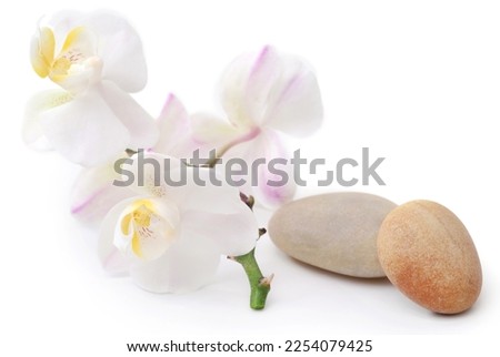 Spa stone with orchid flower over white background