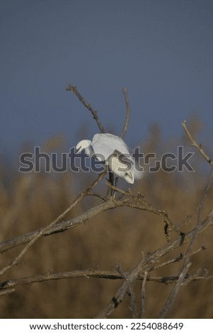 little egret cleans itself on a tree in italy