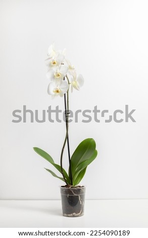 Blooming live white Orchids with green leaves in transparent pot isolated on white background, stands on table. Tropical flower Orchidea, Orchidaceae family. Vertical plane. Abbreviated Phal.  Royalty-Free Stock Photo #2254090189