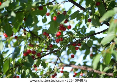 red ripe cherries on a branch with green leaves against a blue sky, natural cultivation, wild cherry, organic tree branches, summer juicy natural photography tree branches, against the background 