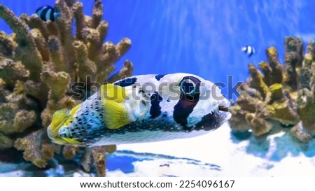 Black blotched porcupinefish or shortspine porcupinefish, Diodon liturosus in aquarium. Tropical fish on the background of corals in oceanarium pool