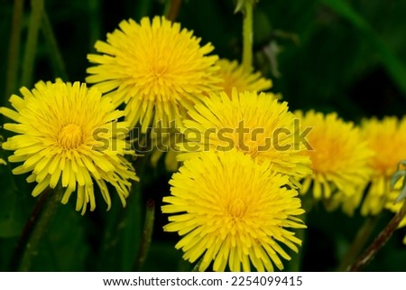 yellow dandelions in the grass Royalty-Free Stock Photo #2254099415