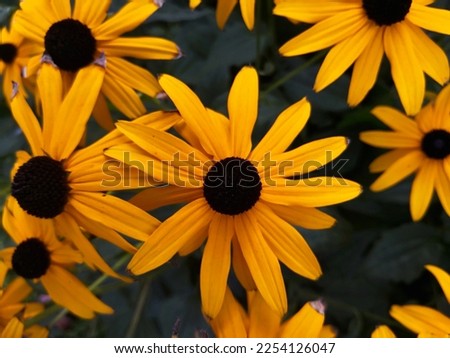 Flower heads of coneflower (Echinacea, black-eyed-susans, Rudbeckia) with bright yellow orange petals and dark brown textured centers in background of dark green foliage in flower bed in summertime