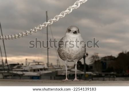 Close up seagull at night