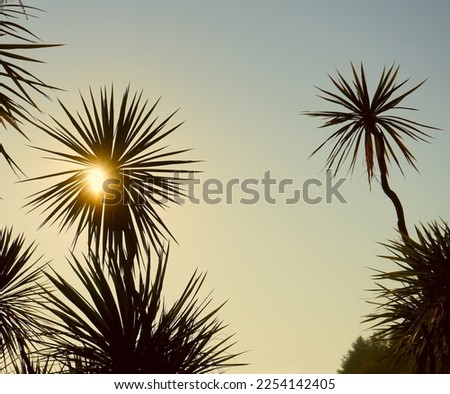Palm trees in the rays of the sun. Coconut palm tree with blue sky. Palm trees against blue sky with sunbeams shines through green leaves. Royalty-Free Stock Photo #2254142405