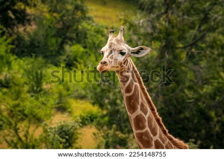 Giraffe walks in the open, in wildlife safari, Oregon Royalty-Free Stock Photo #2254148755
