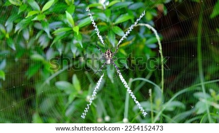 A spider with a unique web shape