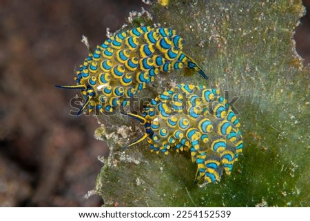A tiny sea slug (7mm) - Costasiella sp. on the algae. Underwater macro world of Tulamben, Bali, Indonesia. Royalty-Free Stock Photo #2254152539