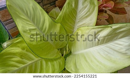 Dieffenbachia is a popular ornamental plant that is usually grown in yards. Its beauty comes from the shape of the crown and also the color of the leaves which vary: green with light green or yellow s