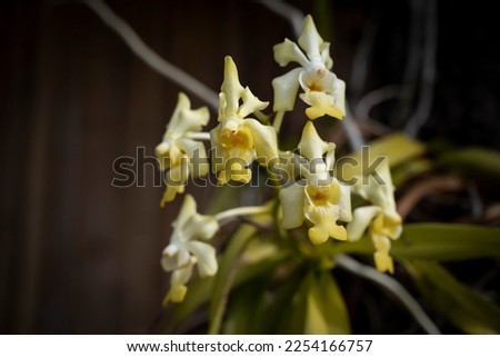 Close-up of Vanda denisoniana, wild orchid, beautiful yellow flowers bouquet blooming on a dark background and vignetted. 