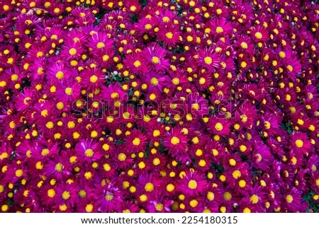 A bed of purple flowers