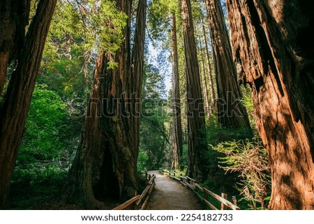 Redwood trees in the Muir Woods National Monument in California. Summer hiking near San Francisco, California.  Royalty-Free Stock Photo #2254182733