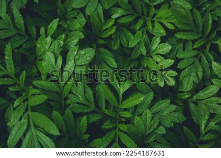 Green leaves pattern background. Green leaf texture, Natural background and wallpaper.
