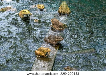 Frogs farm for agriculture at house. Cultivation of frogs with water spray and splash in soil ponds. Many frogs raised in ponds and natural farms. Aquaculture of commercial amphibians. Selective focus Royalty-Free Stock Photo #2254200153